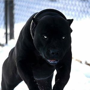 Meet your Posher, Marco